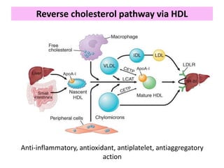 Reverse cholesterol pathway via HDL
Anti-inflammatory, antioxidant, antiplatelet, antiaggregatory
action
 