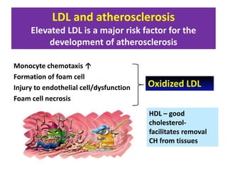 LDL and atherosclerosis
Elevated LDL is a major risk factor for the
development of atherosclerosis
Monocyte chemotaxis ↑
Formation of foam cell
Injury to endothelial cell/dysfunction
Foam cell necrosis
Oxidized LDL
HDL – good
cholesterol-
facilitates removal
CH from tissues
 