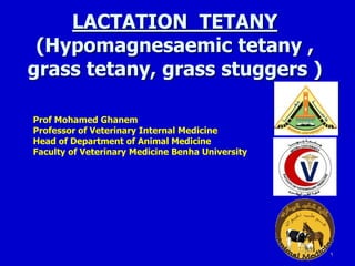 1
LACTATION TETANY
(Hypomagnesaemic tetany ,
grass tetany, grass stuggers )
Prof Mohamed Ghanem
Professor of Veterinary Internal Medicine
Head of Department of Animal Medicine
Faculty of Veterinary Medicine Benha University
 