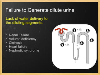 Failure to Generate dilute urine Lack of water delivery to the diluting segments. Renal Failure Volume deficiency Cirrhosis Heart failure Nephrotic syndrome 