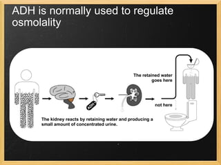 ADH is normally used to regulate osmolality We start with an increase in the plasma osmolality This is detected by the brain The brain releases ADH ADH acts on the kidney The kidney reacts by retaining water and producing a small amount of concentrated urine. The retained water goes here not here 