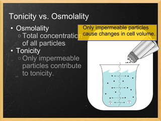 Tonicity vs. Osmolality Osmolality Total concentration of all particles Tonicity Only impermeable particles contribute to tonicity. Only impermeable particles cause changes in cell volume.  