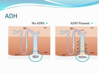 ADH
      No ADH:    ADH Present: 
 