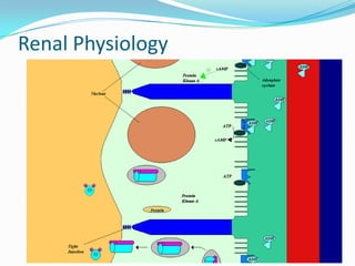 Renal Physiology
 