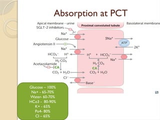 Comprehensive Overview and Management of Hyponatremia in Clinical ...