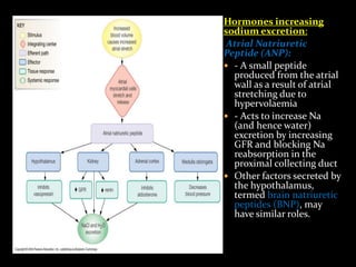 Hormones increasing
sodium excretion:
Atrial Natriuretic
Peptide (ANP):
 - A small peptide
produced from the atrial
wall as a result of atrial
stretching due to
hypervolaemia
 - Acts to increase Na
(and hence water)
excretion by increasing
GFR and blocking Na
reabsorption in the
proximal collecting duct
 Other factors secreted by
the hypothalamus,
termed brain natriuretic
peptides (BNP), may
have similar roles.
 