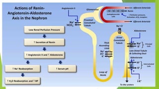 Serum sodium concentration regulation
 