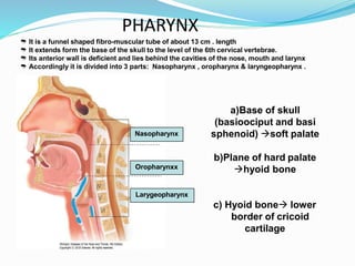 Hypopharynx anatomy