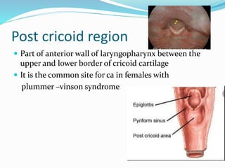 Hypopharynx anatomy