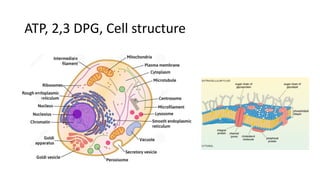 Comprehensive Overview of Hypophosphatemia: Causes, Symptoms, and ...