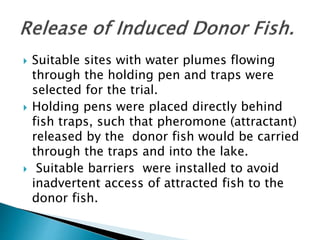 Suitable sites with water plumes flowing
through the holding pen and traps were
selected for the trial.
 Holding pens were placed directly behind
fish traps, such that pheromone (attractant)
released by the donor fish would be carried
through the traps and into the lake.
 Suitable barriers were installed to avoid
inadvertent access of attracted fish to the
donor fish.
 