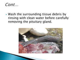  Wash the surrounding tissue debris by
rinsing with clean water before carefully
removing the pituitary gland.
 