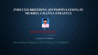 INDUCED BREEDING (HYPOPHYSATION) IN
MURREL CHANNA STRAITUS
By
DHARAVATH RAM KUMAR
MSc, PGDCA
Lecturer in Fisheries
Government Degree & PG College (A)-Siddipet
 