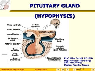 Taradi 1interactive physiology hypophysis
PITUITARY GLANDPITUITARY GLAND
(HYPOPHYSIS)(HYPOPHYSIS)
Prof. Milan Taradi, MD, PhD
Department of Physiology
and Immunology
Medical Faculty, Zagreb
 