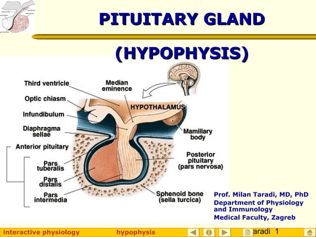 Picture of Image result for thyroid medication and melatonin