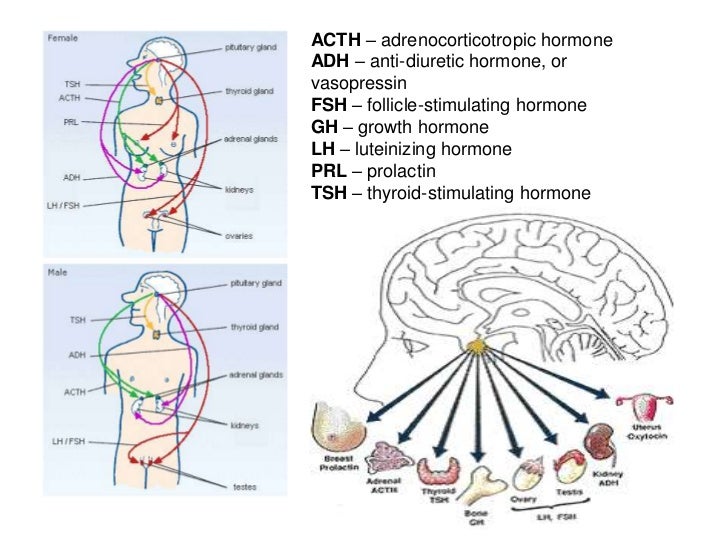 Presentation of Hypopituitarism