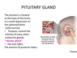 PITUITARY GLAND
The pituitary is located
at the base of the brain,
in a small depression of
the sphenoid bone
(sella turcica).
• Purpose: control the
activity of many other
endocrine glands.
“ Master gland”
• Has two lobes,
the anterior & posterior lobes.
 