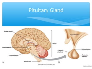 Pituitary Gland
 