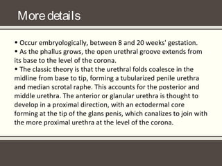 Moredetails
• Occur embryologically, between 8 and 20 weeks' gestation.
• As the phallus grows, the open urethral groove extends from
its base to the level of the corona.
• The classic theory is that the urethral folds coalesce in the
midline from base to tip, forming a tubularized penile urethra
and median scrotal raphe. This accounts for the posterior and
middle urethra. The anterior or glanular urethra is thought to
develop in a proximal direction, with an ectodermal core
forming at the tip of the glans penis, which canalizes to join with
the more proximal urethra at the level of the corona.
 