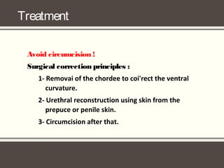 Treatment
Avoid circumcision !
Surgical correction principles :
1- Removai of the chordee to coi'rect the ventral
curvature.
2- Urethral reconstruction using skin from the
prepuce or penile skin.
3- Circumcision after that.
 