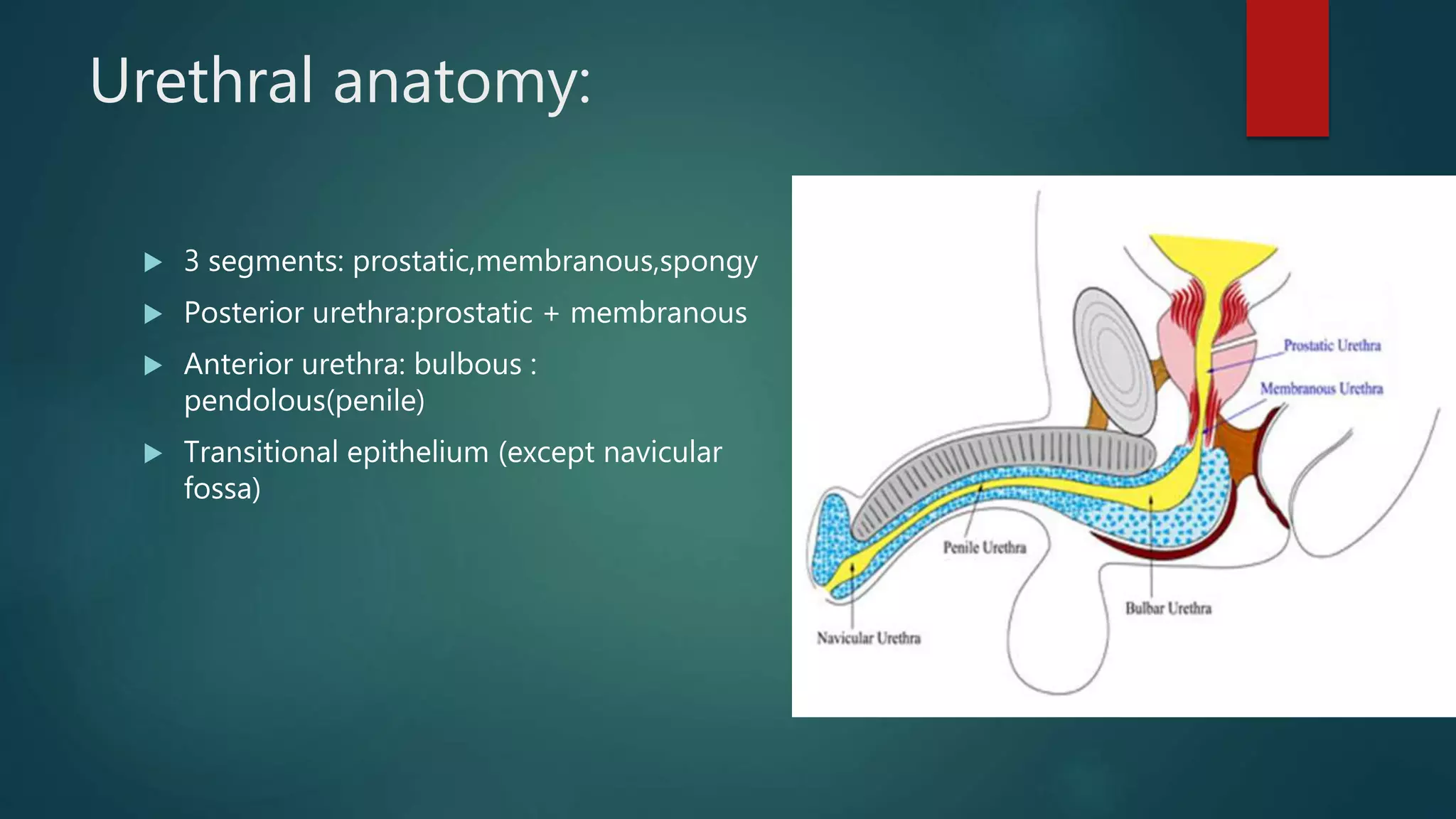 Packing Prostatic Fossa Hypospadias.ppt