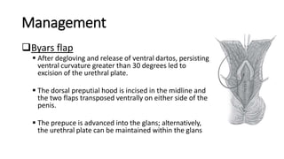 Management
Byars flap
 After degloving and release of ventral dartos, persisting
ventral curvature greater than 30 degrees led to
excision of the urethral plate.
 The dorsal preputial hood is incised in the midline and
the two flaps transposed ventrally on either side of the
penis.
 The prepuce is advanced into the glans; alternatively,
the urethral plate can be maintained within the glans
 