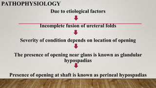 PATHOPHYSIOLOGY
Due to etiological factors
Incomplete fusion of ureteral folds
Severity of condition depends on location of opening
The presence of opening near glans is known as glandular
hypospadias
Presence of opening at shaft is known as perineal hypospadias
 