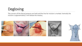 Degloving
The corners of the dorsal prepuce are held and the line for incision is marked. Ventrally the
incision is approximately 2 mm below the meatus,
 