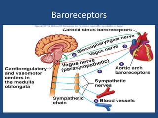 Baroreceptors 
 