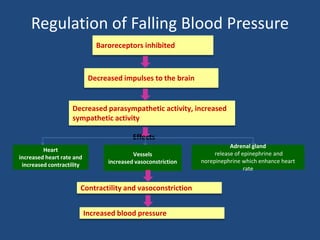 Regulation of Falling Blood Pressure 
Baroreceptors inhibited 
Decreased impulses to the brain 
Decreased parasympathetic activity, increased 
sympathetic activity 
Effects 
Heart 
increased heart rate and 
increased contractility 
Vessels 
increased vasoconstriction 
Adrenal gland 
release of epinephrine and 
norepinephrine which enhance heart 
rate 
Contractility and vasoconstriction 
Increased blood pressure 
 