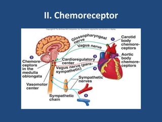II. Chemoreceptor 
 