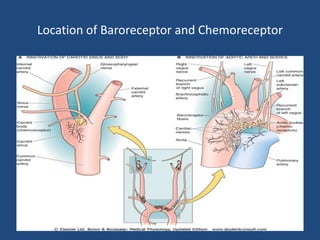 Location of Baroreceptor and Chemoreceptor 
 
