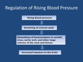 Regulation of Rising Blood Pressure 
 