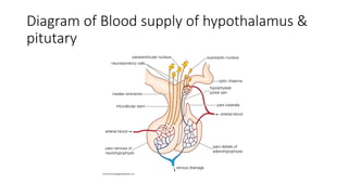 Diagram of Blood supply of hypothalamus &
pitutary
 