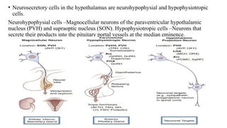 • Neurosecretory cells in the hypothalamus are neurohypophysial and hypophysiotropic
cells.
Neurohypophysial cells –Magnocellular neurons of the paraventricular hypothalamic
nucleus (PVH) and supraoptic nucleus (SON). Hypophysiotropic cells –Neurons that
secrete their products into the pituitary portal vessels at the median eminence.
 