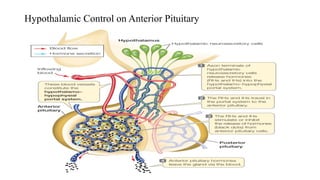 Hypothalamic Control on Anterior Pituitary
 