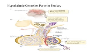 Hypothalamic Control on Posterior Pituitary
 