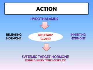 ACTION



PITUITARY
 GLAND
 