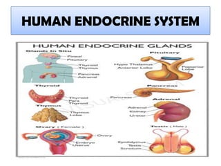 HUMAN ENDOCRINE SYSTEM
 