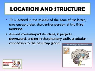 LOCATION AND STRUCTURE
• It is located in the middle of the base of the brain,
  and encapsulates the ventral portion of the third
  ventricle.
• A small cone-shaped structure, it projects
  downward, ending in the pituitary stalk, a tubular
  connection to the pituitary gland.
 