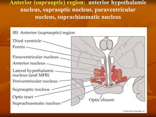 Anterior (supraoptic) region: anterior hypothalamic
nucleus, supraoptic nucleus, paraventricular
nucleus, suprachiasmatic nucleus
 
