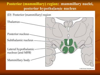 Posterior (mammillary) region: mammillary nuclei,
posterior hypothalamic nucleus
 