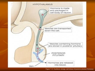 Figure 7-12: Synthesis, storage, and release of posterior pituitary hormones
 