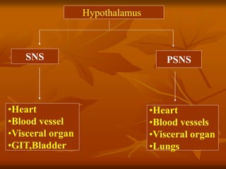 Hypothalamus
SNS PSNS
•Heart
•Blood vessel
•Visceral organ
•GIT,Bladder
•Heart
•Blood vessels
•Visceral organ
•Lungs
 