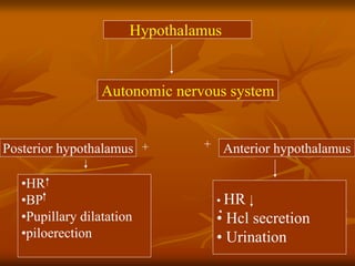 Hypothalamus
Autonomic nervous system
Posterior hypothalamus
•HR
•BP
•Pupillary dilatation
•piloerection
Anterior hypothalamus
• HR
• Hcl secretion
• Urination
+ +
 