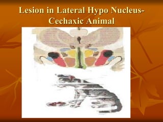 Lesion in Lateral Hypo Nucleus-
Cechaxic Animal
 