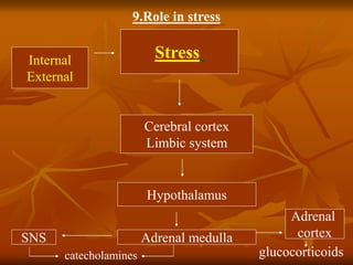 Cerebral cortex
Limbic system
Hypothalamus
Adrenal medullaSNS
catecholamines
Adrenal
cortex
glucocorticoids
StressInternal
External
9.Role in stress
 