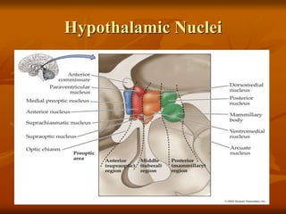 Hypothalamic Nuclei
 