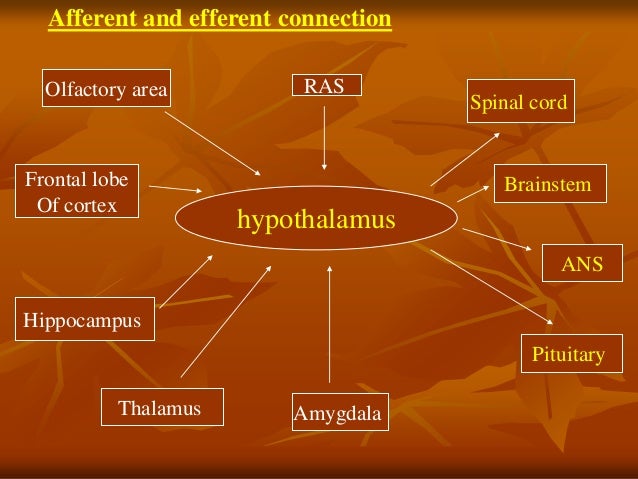 Hypothalamus