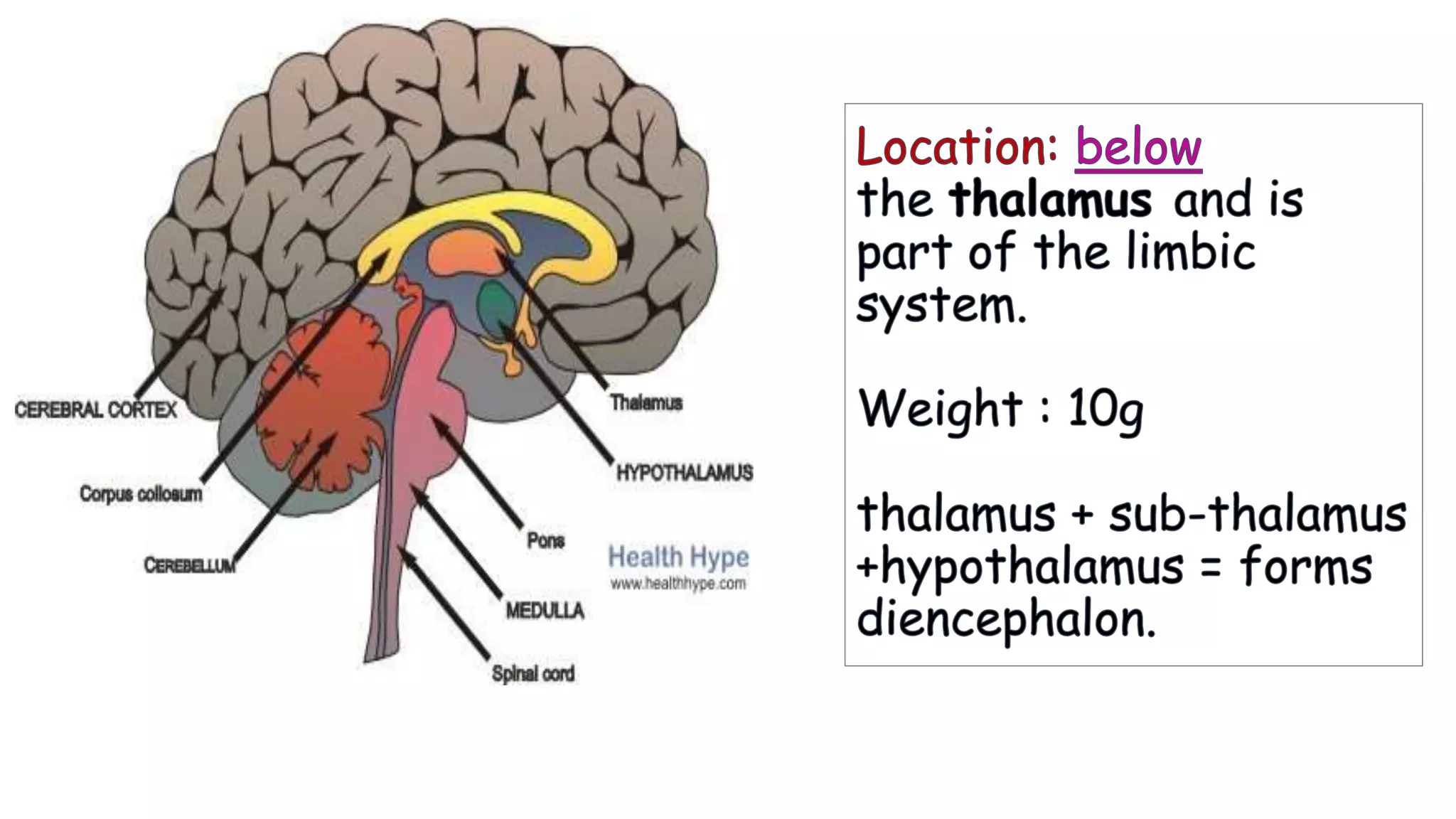 Hypothalamic Function Hypothalamus | PPTX